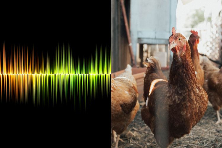 Peneliti asal Jepang menciptakan AI untuk memahami bahasa ayam.