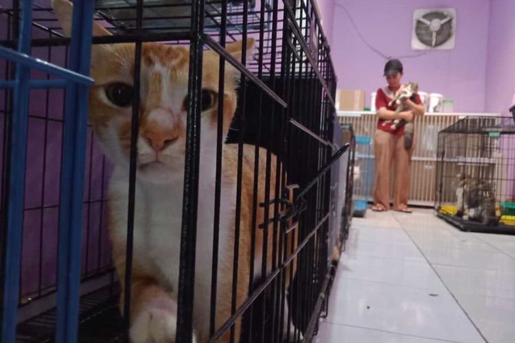 Seorang petugs penitipan hewan di Cianjur, Jawa Barat tengah merawat kucing yang dititipkan pemiliknya. Momen libur Natal dan Tahun Baru, jumlah hewan peliharaan yang dititipkan naik 15 persen