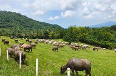 9 Provinsi Ini Masih Buka Pemutihan Pajak Kendaraan hingga Desember 2025, Berikut Daftarnya