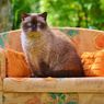 Peneliti Ungkap Nenek Moyang Kucing Domestik, dari Mana Asalnya?