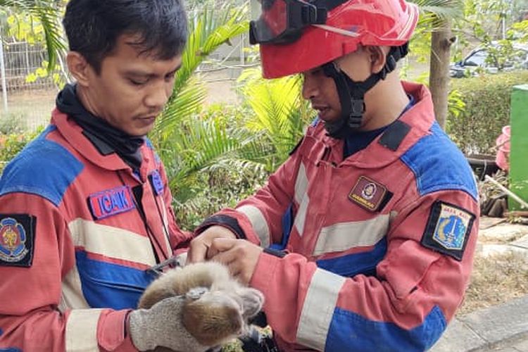 Monyet Liar Muncul di Tempat Kursus PIK, Damkar Turun Tangan