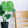 6 Jenis Monstera yang Cantik dan Cocok untuk Dikoleksi