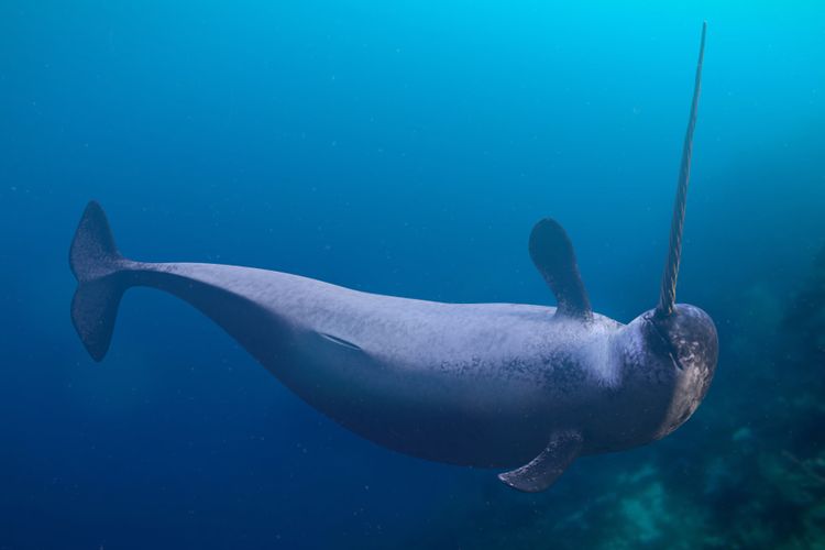 Ilustrasi Narwhal, spesies paus kecil yang hidup di Samudra Arktik. Paus bertanduk Narwhal dijuluki unicorn laut karena tanduk spiralnya yang ikonik.