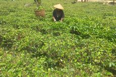 Nasib Petani Perkebunan Teh Margawindu Sumedang dari Masa ke Masa