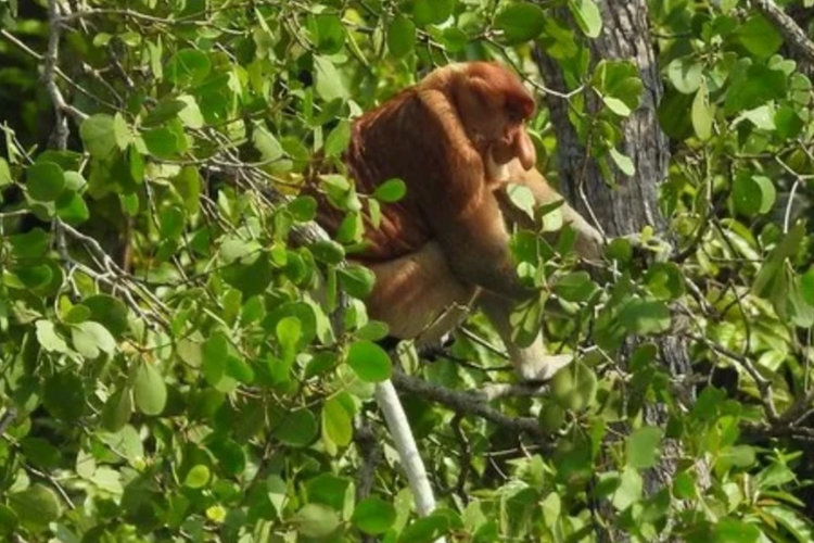 Karhutla Bisa Ancam Populasi Bekantan di Pesisir Sungai Rutas Kalsel