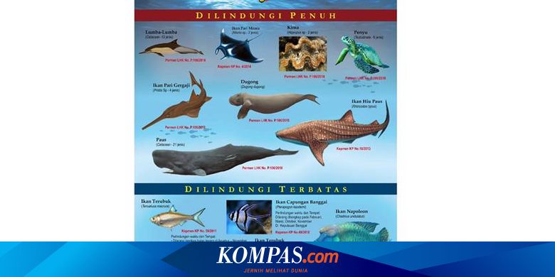8 Biota Laut Dikategorikan Dilindungi Penuh Oleh Kkp Ini