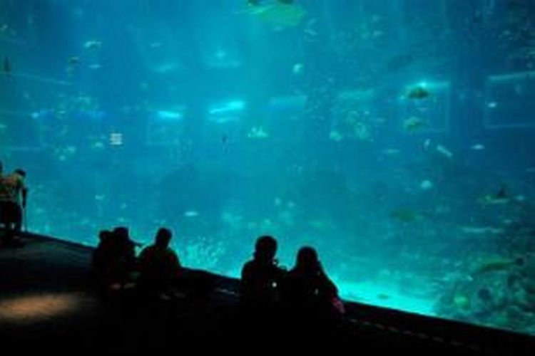 Pengunjung menikmati beraneka ragam hewan laut di akuarium terbesar di dunia, Open Ocean Resort World Sentosa, di Singapura, Rabu (4/9/2013). 