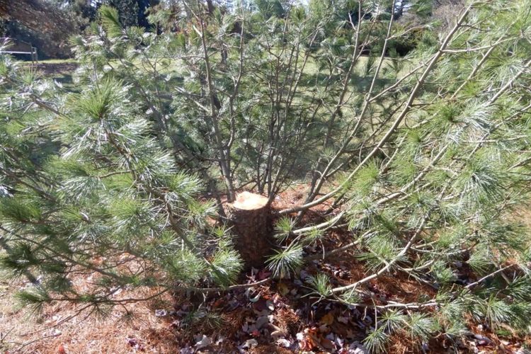 Sebuah pohon pinus Algonquin dari pegunungan Swiss milik University of Wisconsin-Madison dicuri.