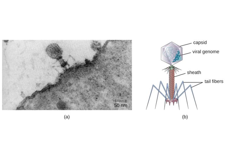 (a) Virus dilihat melalui mikroskop elektron, (b) struktur virus. 