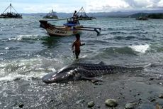 Penyebab Kematian Hiu Paus Terdampar di Laut Sukabumi Belum Diketahui