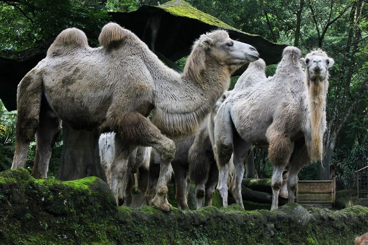 Unta di Taman Safari Bogor, Jawa Barat DOK, Shutterstock/Greg PW