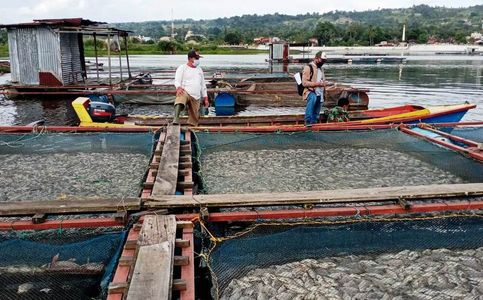 Fish Kill Hits Over 100 Tons of Cultivated Fish in Indonesia’s Lake Toba