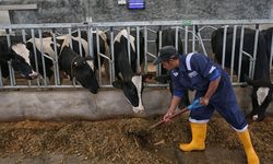 Usaha Peternakan Berisiko Tinggi, Bengkalis Luncurkan AUTS