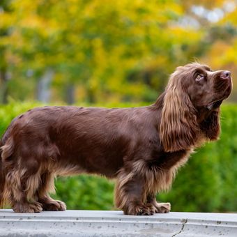 Ilustarsi anjing Sussex spaniel.