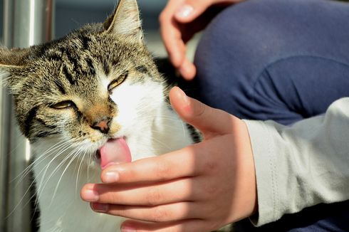 [KURASI KOMPASIANA] Sulitnya Adopsi Kucing | Ketika Kucing Susah Makan | Memberi Kenyamanan untuk Kucing di Rumah