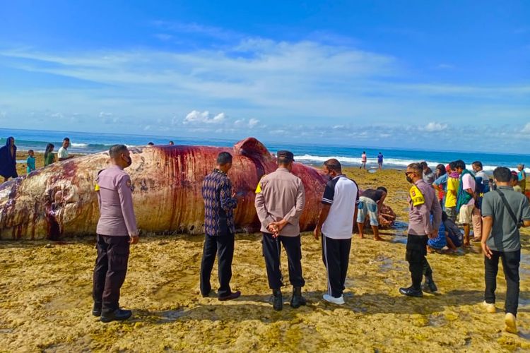 Bangkai Paus sepanjang 12 meter terdampar di Desa Wadumaddi, Kecamatan Hawu Mehara, Kabupaten Sabu Raijua, Nusa Tenggara Timur (NTT), Jumat (8/4/2022) 