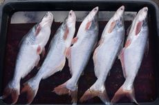Menyimak Pengolahan Kulit dan Duri Ikan Patin Jadi Makanan Bernilai Jual