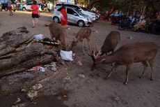 Miris! Rusa di Pantai Pangandaran Mengais Makanan di Bekas Sampah