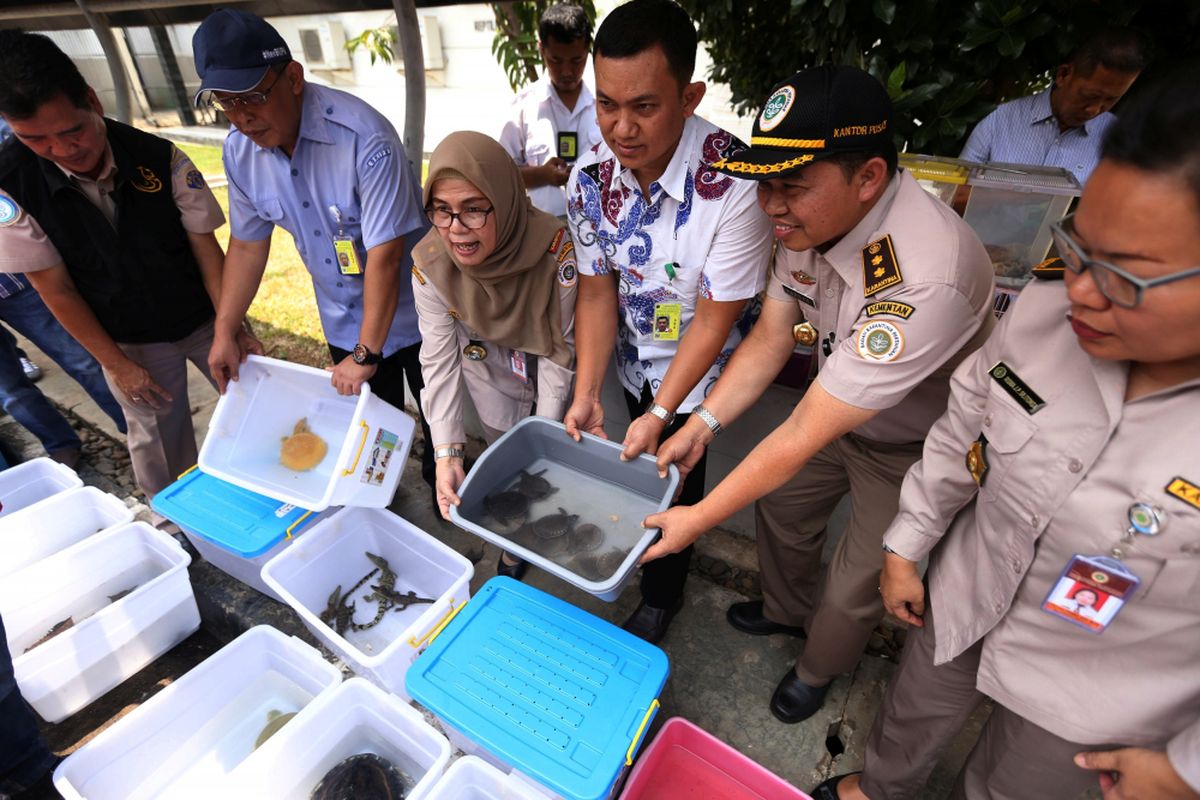 Sejumlah binatang hasil sitaan ditunjukkan saat rilis terkait kasus penyelundupan satwa di Gedung Balai Instalasi Karantina Hewan dan Tumbuhan Bandara Soekarno-Hatta, Tangerang, Kamis (14/9/2017). Sebanyak 65 ekor Kura-kura, 9 ekor Ular, 5 ekor Biawak, 10 ekor Buaya, 4 ekor Musang dan 8 ekor Lintah diamankan pihak karantina hewan saat penyelundupan melalui terminal 3 Bandara Soekarno-Hatta.  