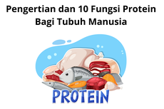 Pengertian dan 10 Fungsi Protein Bagi Tubuh Manusia