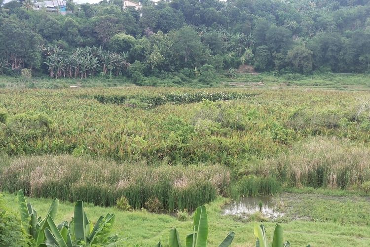 Burung Bangau bertengger di pohon yang mengelilingi Danau Rana Loba, Kelurahan Rana Loba, Kecamatan Borong, Kabupaten Manggarai Timur, NTT, Selasa, (21/3/2023). Ini salah destinasi untuk melihat burung Bangau di Manggarai Timur. (KOMPAS.com/MARKUS MAKUR)