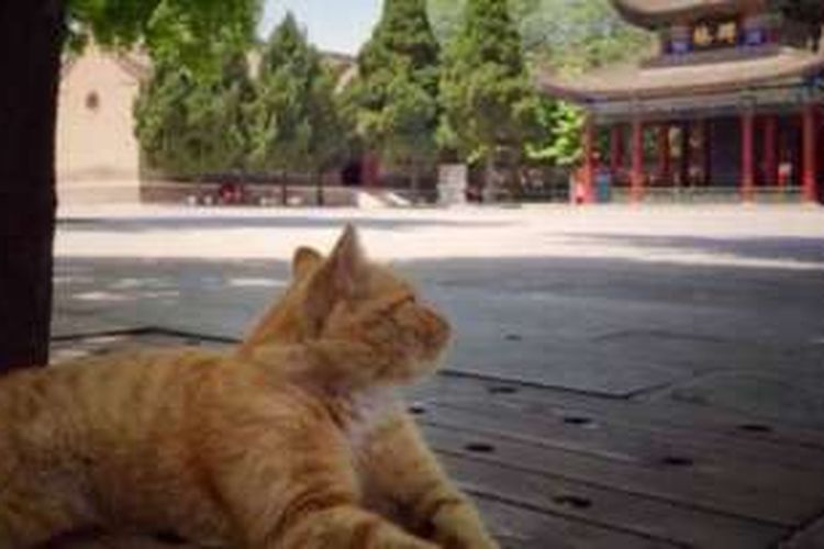 Kucing-kucing ini nyaris diusir setelah mencakar seorang anak pengunjung museum Xi'an di wilayah tengah China.