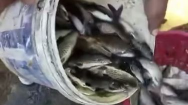 Ribuan Ikan di Sungai Belik Bantul Mendadak Mati dan Berbusa, Diduga akibat Limbah Pencucian Drum