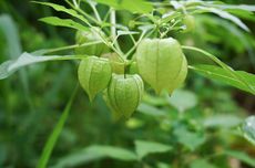 Apa Efek Samping Makan Buah Ciplukan? Ini Ulasannya...