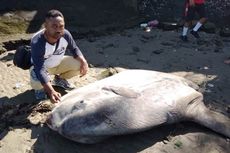 Ikan Mola Sepanjang 2,5 Meter Terdampar di Pantai, Jadi Tontonan Warga