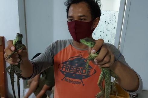 Kerugian Ekologis Akibat Perdagangan Ilegal 153 Reptil di Bandara Soetta Sangat Besar