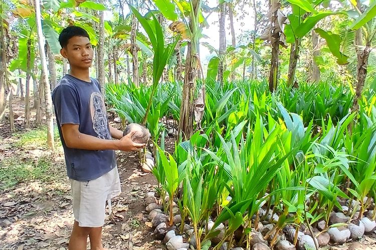 Kisah Warga Kebumen Manfaatkan Pekarangan, Disulap Jadi Pembibitan 10.000 Kelapa Beromzet Tinggi