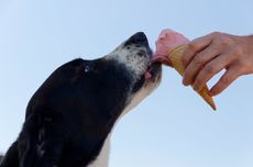 7 Makanan yang Tidak Boleh Dikonsumsi Anjing