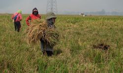 Serapan Bulog Naik 2.000 Persen, Pengamat: Berkat Tangan Dingin Mentan Amran