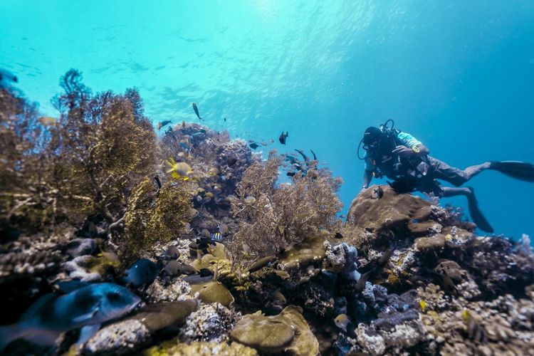 Turis menyelam di Raja Ampat, Papua Barat Daya.