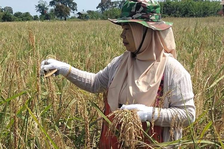 Peringata Hari Perempuan Pedesaan Internasional yang jatuh pada 15 Oktober 2021, perlu jadikan momentum memberikan penghormatan kepada semua perempuan yang berjuang meningkatkan pembangunan, pendidikan, dan ketahanan pangan di desa.