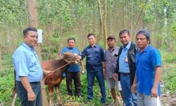 Semarakkan Idul Adha, Sinar Mas Sumbang Ratusan Hewan Kurban