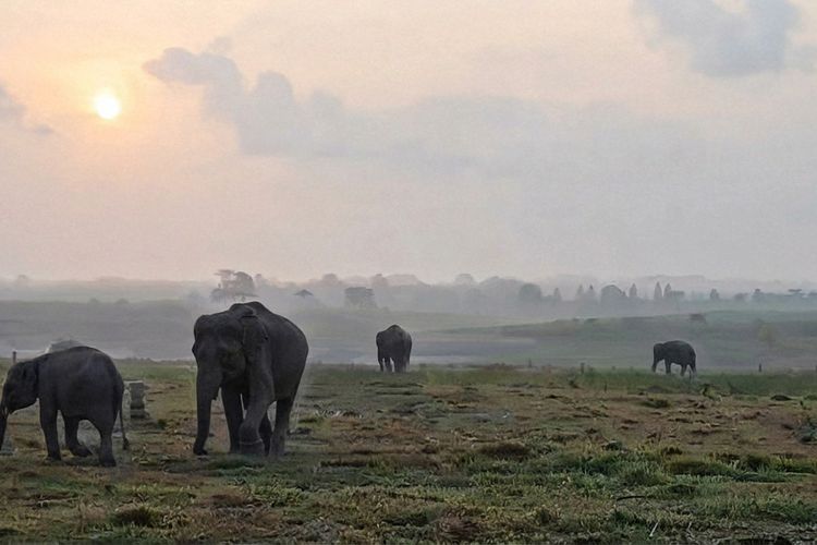 Mengusir Gajah Tanpa Mengusirnya, Way Kambas Andalkan Serai dan Lebah