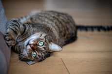 Mengapa Kucing Suka Menggaruk atau Mencakar?