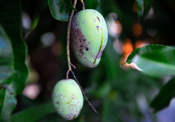 Kenali Ciri Mangga Terserang Hama Tanaman