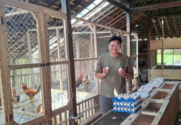 Tips Pelihara Ayam Tanpa Bau di Samping Rumah