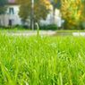 Cara Menghilangkan Lumut di Halaman Rumput