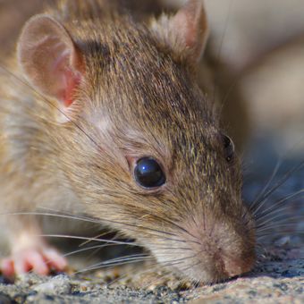 Ilustrasi tikus yang diduga sebagai inang dari virus Langya
