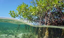 Usung Semangat Tumbuh Bersama, Danamon Tanam 10.000 Mangrove di Pantai Tirang