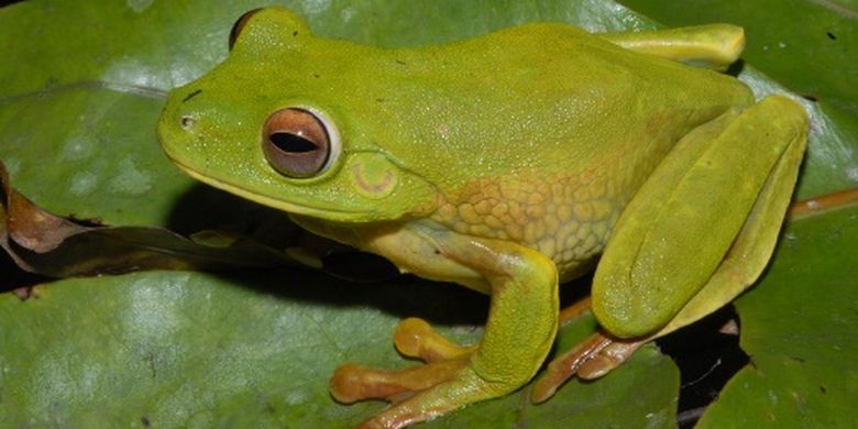 Spesies katak baru di area PT Freeport Indonesia, di Mimika, Papua. Spesies yang ditemukan adalah Litoria lubisi, sejenis katak pohon hijau besar yang merupakan anggota keluarga Litoria infratrenata. 