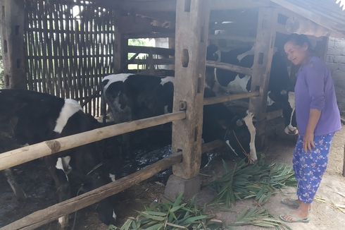 Cerita Warga Lereng Merapi Jual Ternak untuk Beli Air Bersih Saat Kemarau