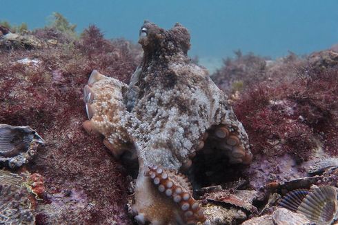 Ditemukan, Kota Gurita Baru di Dasar Laut Bernama Octlantis