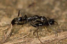 Semut Matabele, Hewan Pertama yang Punya Klinik Kesehatan