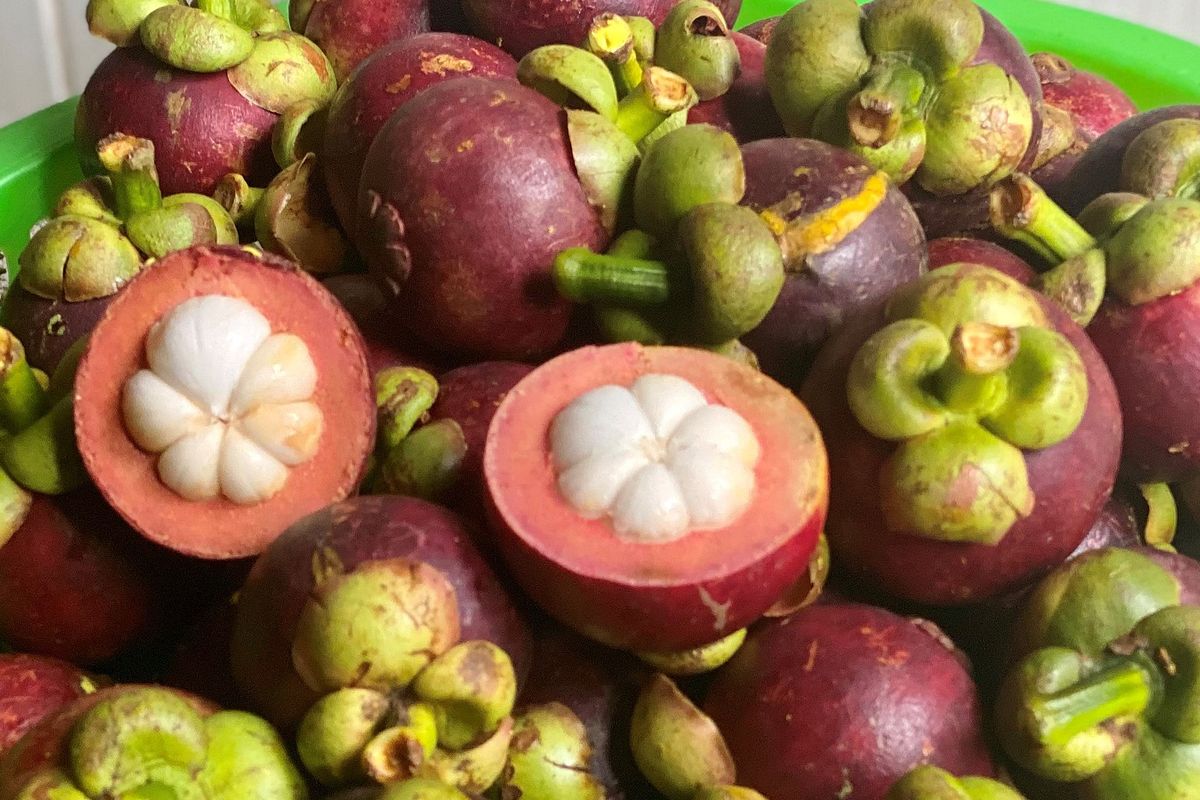 Ilustrasi buah manggis.