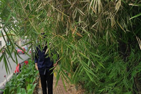 Riwayat Bambu, Bikin Naik Pamor Indonesia