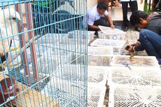 Polisi dan BKSDA NTB Gagalkan Penyelundupan Ribuan Burung ke Bali